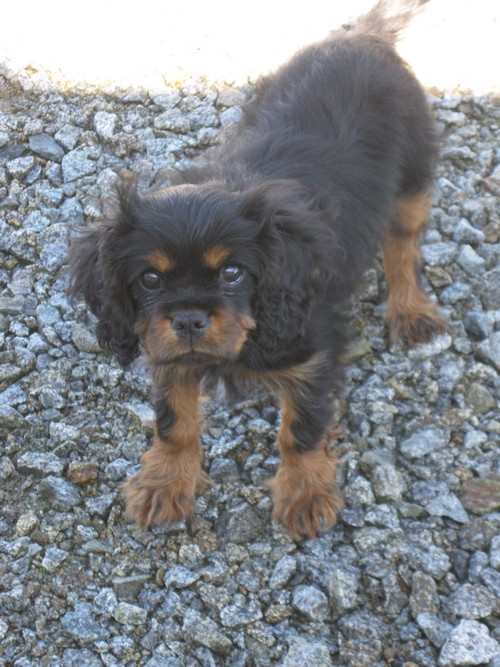 Cavalier king charles